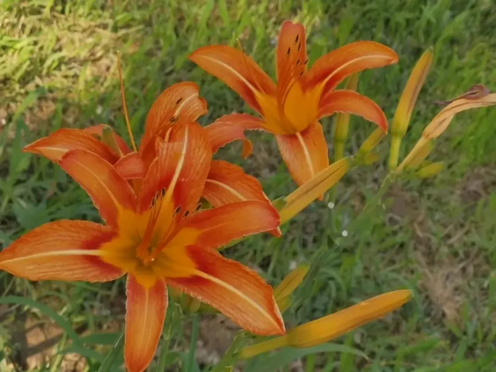 橙光游戏鲜花礼包是什么_橙光游戏送鲜花有什么用_橙光游戏怎么送鲜花手机版