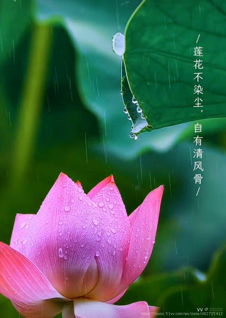 灵月塔罗_灵月名字的含义是什么_月灵